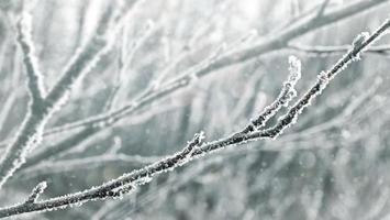 foresta invernale ghiacciata con alberi innevati. foto