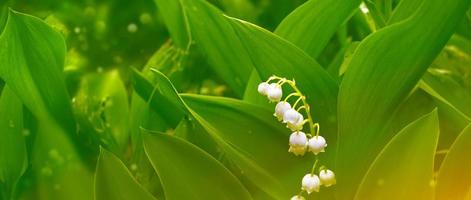 paesaggio primaverile. fiori di mughetto foto