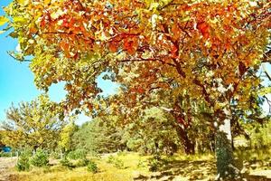 paesaggio autunnale con alberi colorati e luminosi. estate indiana foto