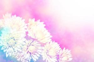 bellissimi fiori di crisantemo autunnali colorati foto