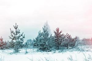 foresta invernale ghiacciata con alberi innevati. foto