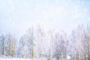 foresta invernale ghiacciata con alberi innevati. foto