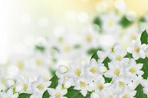 fiore di gelsomino bianco. foto