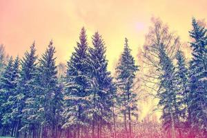 foresta invernale ghiacciata con alberi innevati. foto