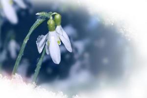 fiore di bucaneve che cresce nella neve nella foresta di inizio primavera foto