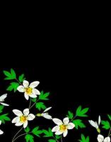 fiore di bucaneve isolato su sfondo nero foto