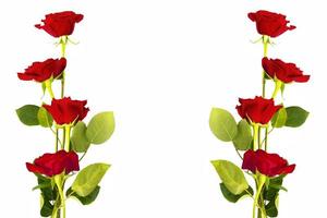 cinque rose rosse su sfondo bianco. sfondo floreale foto