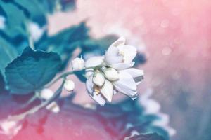 gelsomino bianco il ramo fiori primaverili delicati foto