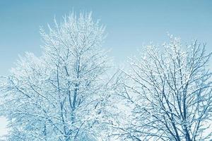 foresta invernale ghiacciata con alberi innevati. foto