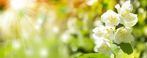 gelsomino bianco il ramo fiori primaverili delicati foto