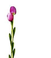 fiori di tulipani isolati su sfondo bianco foto