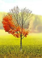 paesaggio autunnale. bellissimi alberi autunnali colorati nel parco foto