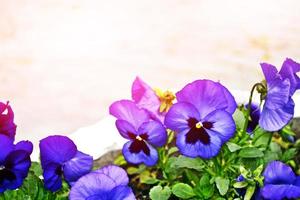 bellissimi fiori di viole del pensiero su uno sfondo di parco primaverile. foto