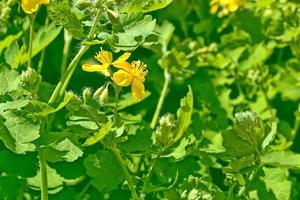 celidonia fiore giallo primaverile sullo sfondo del paesaggio estivo. foto