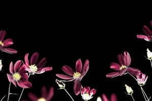 fiori di cosmo colorati luminosi isolati su sfondo nero. foto