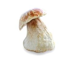 funghi porcini autunnali isolati su sfondo bianco foto