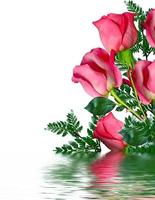 rose rosse su sfondo bianco foto