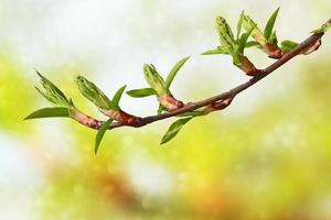 molla. foglie verdi fresche dell'albero. foto