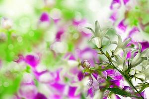 paesaggio estivo. campane di fiori foto