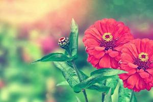 fiori colorati di zinnia su uno sfondo del paesaggio autunnale foto