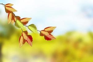 paesaggio autunnale. belle foglie. paesaggio. alberi colorati foto