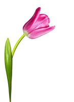 fiori di primavera tulipani isolati su sfondo bianco foto
