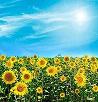 bellissimo campo di girasoli in estate foto