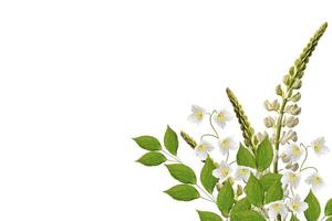 lupini bellissimi fiori su sfondo bianco foto