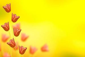 tulipani fiori luminosi e colorati foto