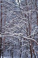 foresta nel gelo. paesaggio invernale. alberi innevati. foto
