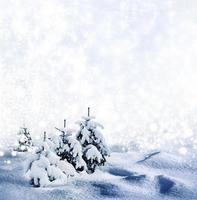 sfondo di neve. paesaggio invernale. foto. foto