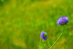 fiori di margherita bianchi luminosi su uno sfondo del paesaggio estivo. foto