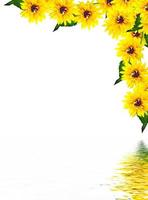 fiore di rudbeckia giallo su sfondo bianco foto