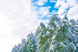 foresta invernale ghiacciata con alberi innevati. foto