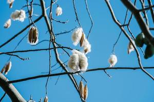 albero di cotone bianco di seta ceiba pentandra, kapuk randu javanese, il frutto perenne può essere usato per fare materassi e cuscini. foto