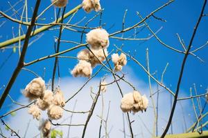 albero di cotone bianco di seta ceiba pentandra, kapuk randu javanese, il frutto perenne può essere usato per fare materassi e cuscini. foto