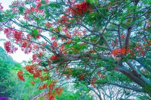 estate poinciana phoenix è una specie di pianta da fiore che vive nei tropici o subtropicali. fiore rosso dell'albero delle fiamme, poinciana reale foto