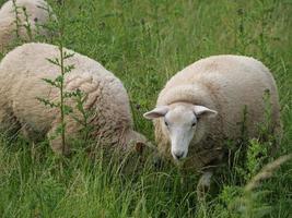 pecore in un campo in germania foto