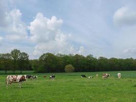 mucche nel muensterland tedesco foto