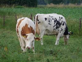 mucche nel muensterland tedesco foto