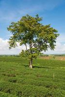 l'albero solitario nella piantagione di tè di choui fong di chiang rai, la provincia settentrionale della thailandia. foto