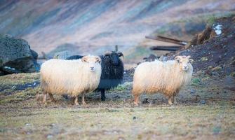 gruppo di pecore islandesi nel campo agricolo dell'Islanda. La pecora islandese è una delle razze ovine più pure al mondo. foto