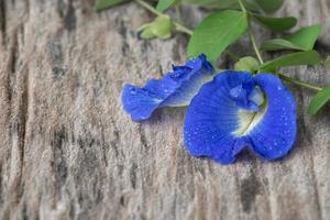 fiore di pisello farfalla fresca foto