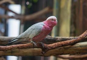 cacatua di gala nello zoo foto