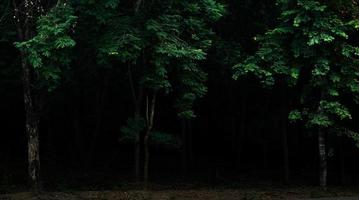 foresta tropicale fogliame piante cespugli notte oscura foto