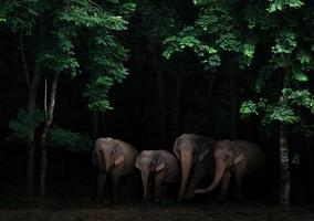 gruppo di elefanti asiatici nella foresta oscura foto