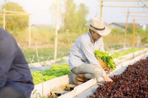 due giovani asiatici che raccolgono insieme verdura biologica fresca con cesto nella fattoria idroponica bella, raccolto e agricoltura e coltivazione per cibo sano e concetto di business. foto