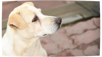 gli occhi del cane lampeggiarono con una mente calma e gentile. foto