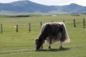 yak bianco e marrone sul campo mongolo. foto