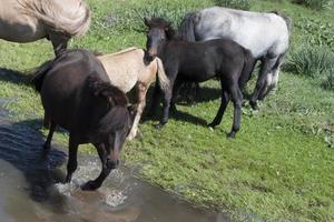 piccolo gruppo di cavalli selvaggi vicino a un ruscello. Mongolia foto